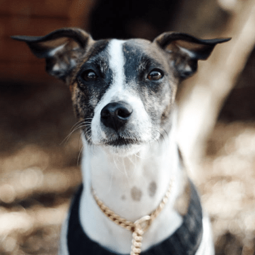 About Us You've worked hard to afford a car worth protecting, and out team recognizes the value in preserving the condition of something you cherish.